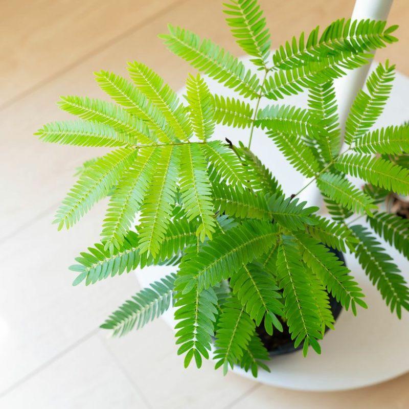 観葉植物 種類 室内 ネムノキ おしゃれ 爽やかGREEN、エバーフレッシュ