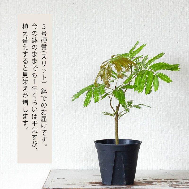 ア*ミ様 エバーフレッシュ　斑入り　観葉植物　ネムノキ　ネムの木　室内植物　人気 観葉植物 種類 室内 ネムノキ おしゃれ 爽やかGREEN、エバーフレッシュ