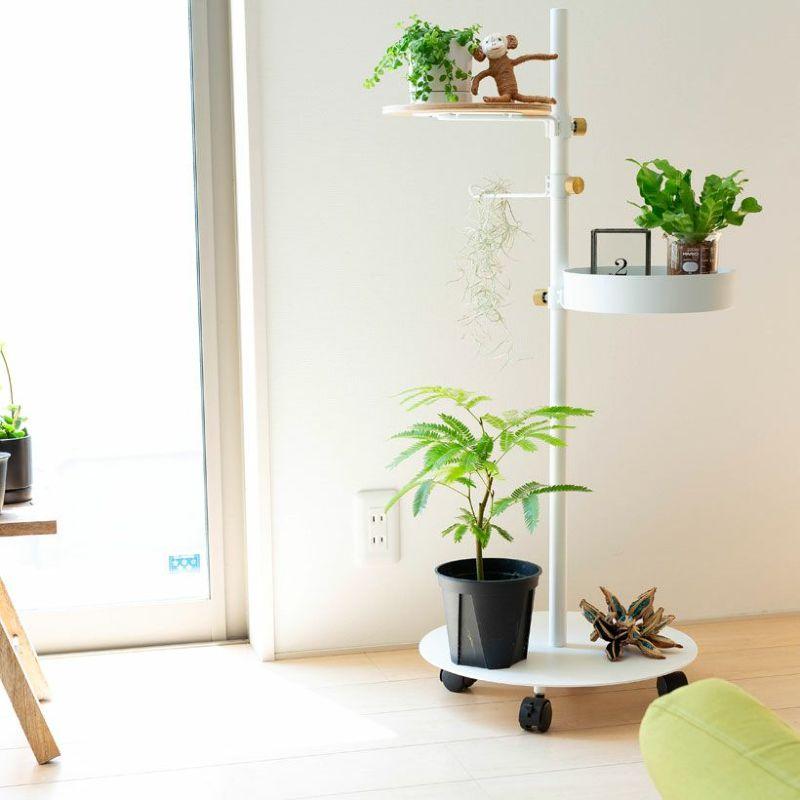 観葉植物 種類 室内 ネムノキ おしゃれ 爽やかGREEN、エバーフレッシュ