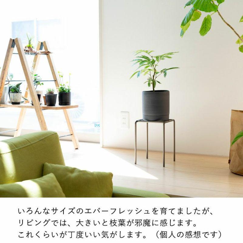 観葉植物 種類 室内 ネムノキ おしゃれ 爽やかGREEN、エバーフレッシュ
