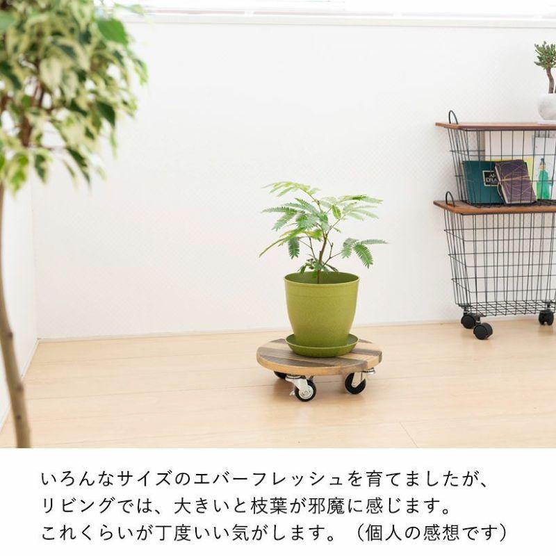 観葉植物 種類 室内 ネムノキ おしゃれ 爽やかGREEN、エバーフレッシュ