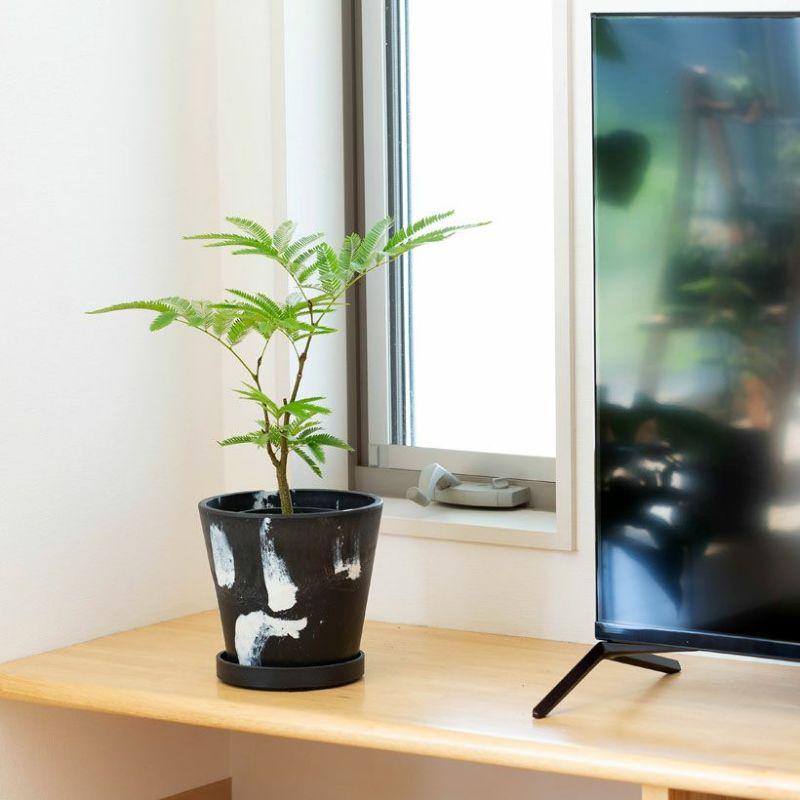 観葉植物 種類 室内 ネムノキ おしゃれ 爽やかGREEN、エバーフレッシュ
