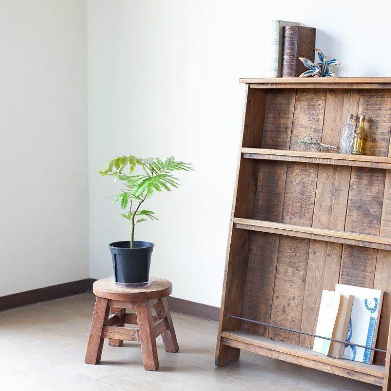 観葉植物 種類 室内 ネムノキ おしゃれ 爽やかGREEN、エバーフレッシュ