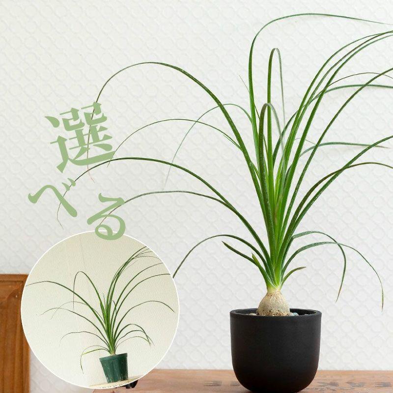 観葉植物 ノリナ（トックリラン）室内 おしゃれ 樹脂 種類 インテリア