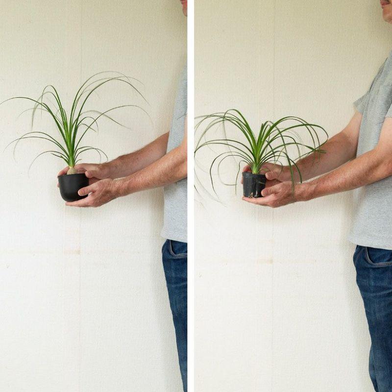 観葉植物 ノリナ（トックリラン）室内 おしゃれ 樹脂 種類 インテリア