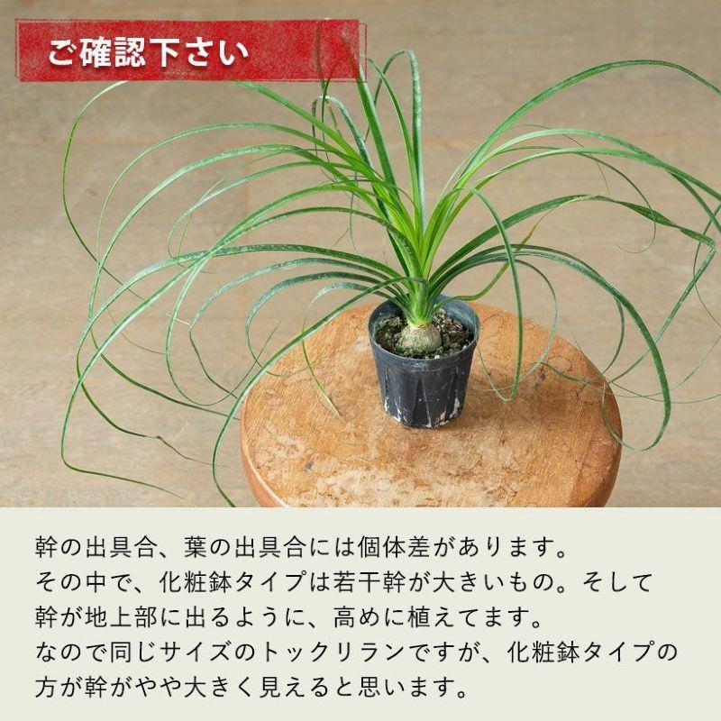 観葉植物 ノリナ（トックリラン）室内 おしゃれ 樹脂 種類 インテリア