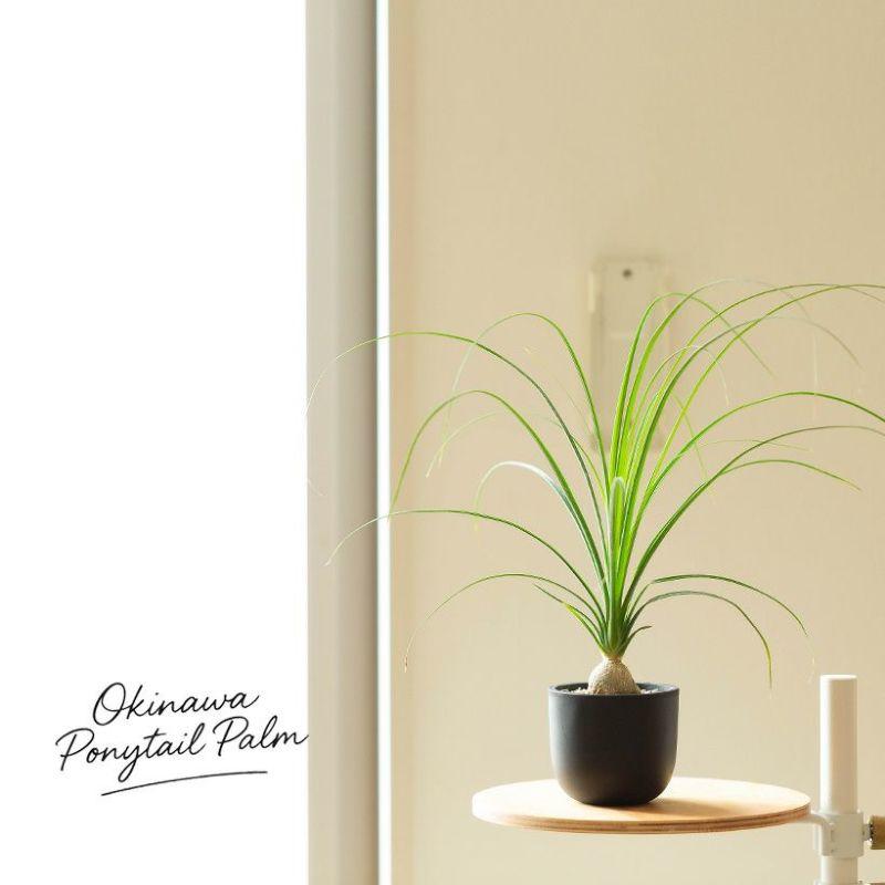 観葉植物 ノリナ（トックリラン）室内 おしゃれ 樹脂 種類 インテリア
