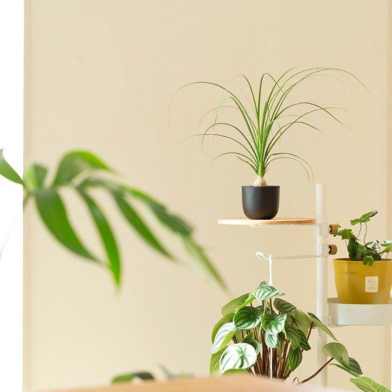 観葉植物 ノリナ（トックリラン）室内 おしゃれ 樹脂 種類 インテリア