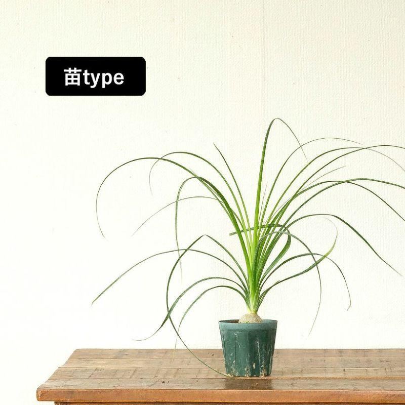 観葉植物 ノリナ（トックリラン）室内 おしゃれ 樹脂 種類 インテリア