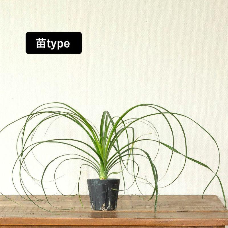 観葉植物 ノリナ（トックリラン）室内 おしゃれ 樹脂 種類 インテリア