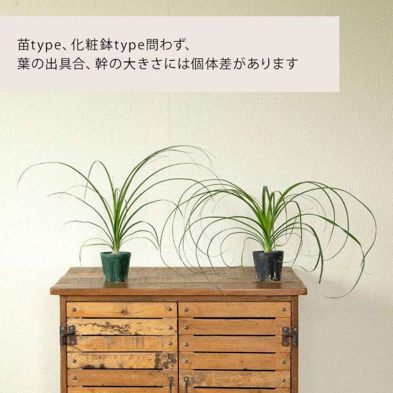 観葉植物 ノリナ（トックリラン）室内 おしゃれ 樹脂 種類 インテリア