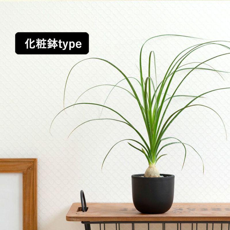 観葉植物 ノリナ（トックリラン）室内 おしゃれ 樹脂 種類 インテリア