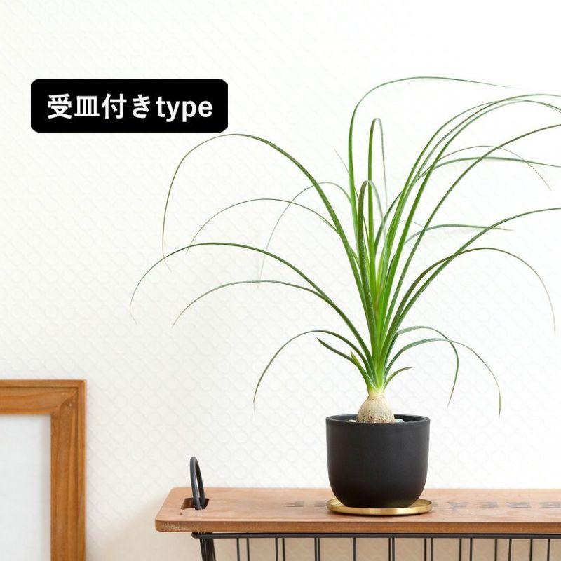 観葉植物 ノリナ（トックリラン）室内 おしゃれ 樹脂 種類 インテリア