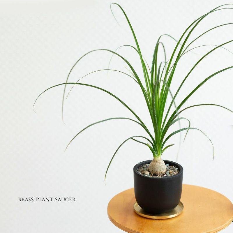 観葉植物 ノリナ（トックリラン）室内 おしゃれ 樹脂 種類 インテリア