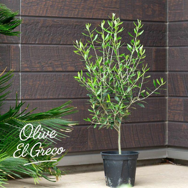 オリーブの木,た植物/観葉植物 エルグレコ『綺麗な樹形。樹高㌢』 オリーブ・エルグレコ（綺麗に仕立てた5号鉢） : e-花屋さん