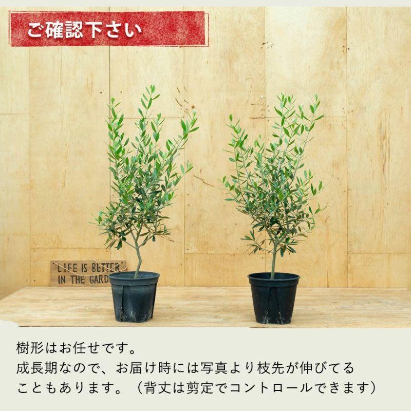 観葉植物 オリーブ・エルグレコ（綺麗に仕立てた5号鉢）※お届けは6/11