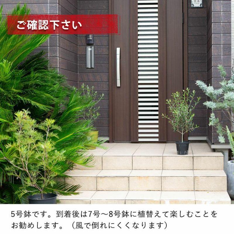 観葉植物 オリーブ・エルグレコ（綺麗に仕立てた5号鉢） : e-花屋さん