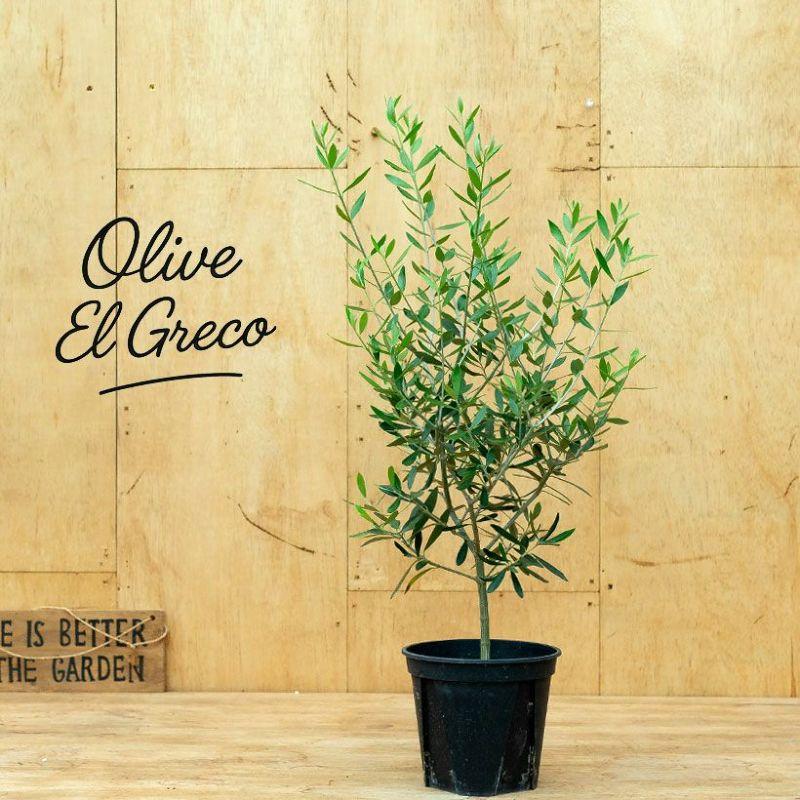 オリーブ・エルグレコ（綺麗に仕立てた5号鉢） : e-花屋さん