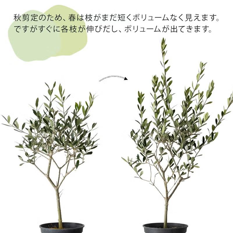 観葉植物 オリーブ・エルグレコ（綺麗に仕立てた5号鉢）※お届けは、5