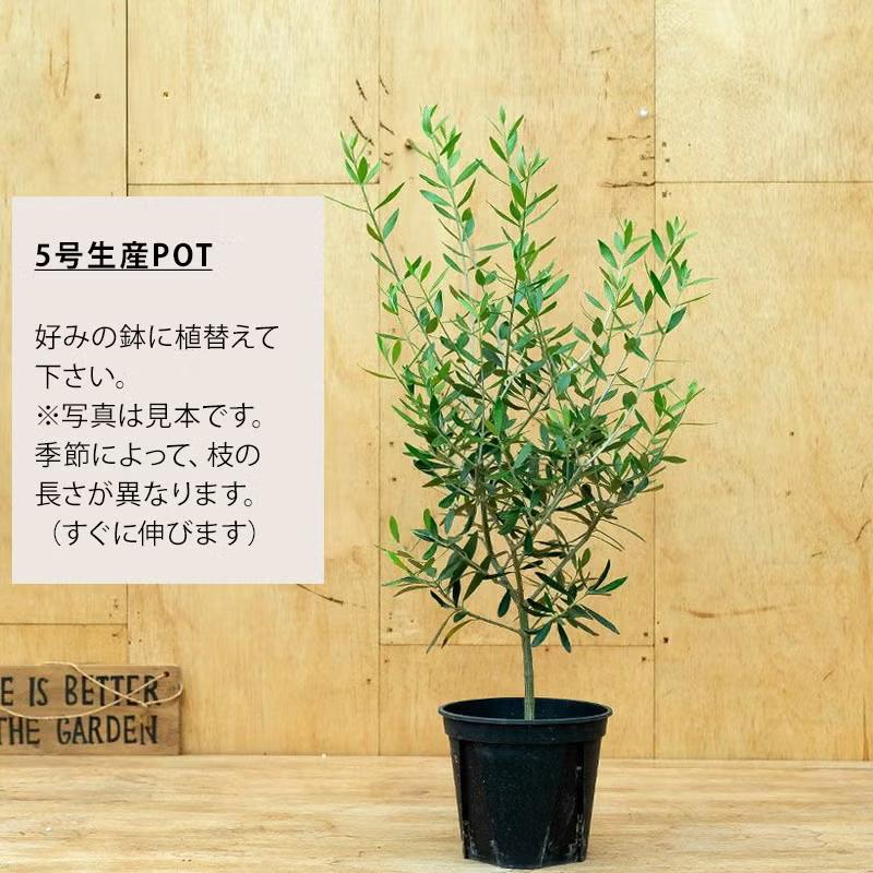 屋外植物 オリーブ・エルグレコ（剪定を繰り返し、枝数多く素敵です