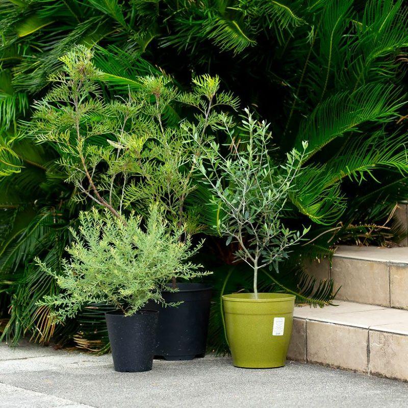 オリーブ・エルグレコ（綺麗に仕立てた5号鉢） : e-花屋さん