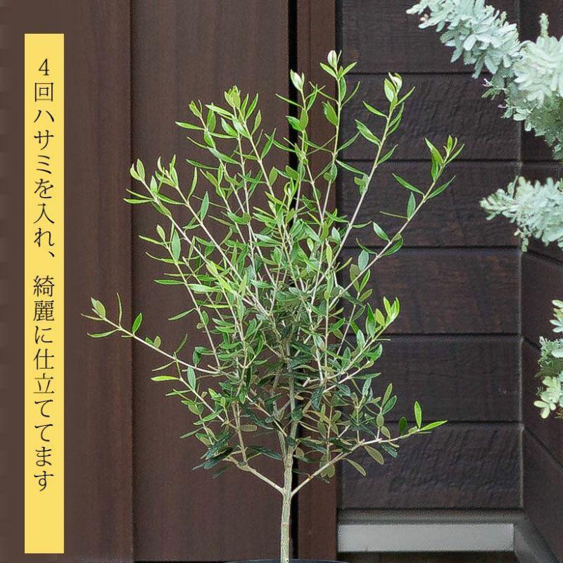 観葉植物 オリーブ・エルグレコ（綺麗に仕立てた5号鉢） : e-花屋さん