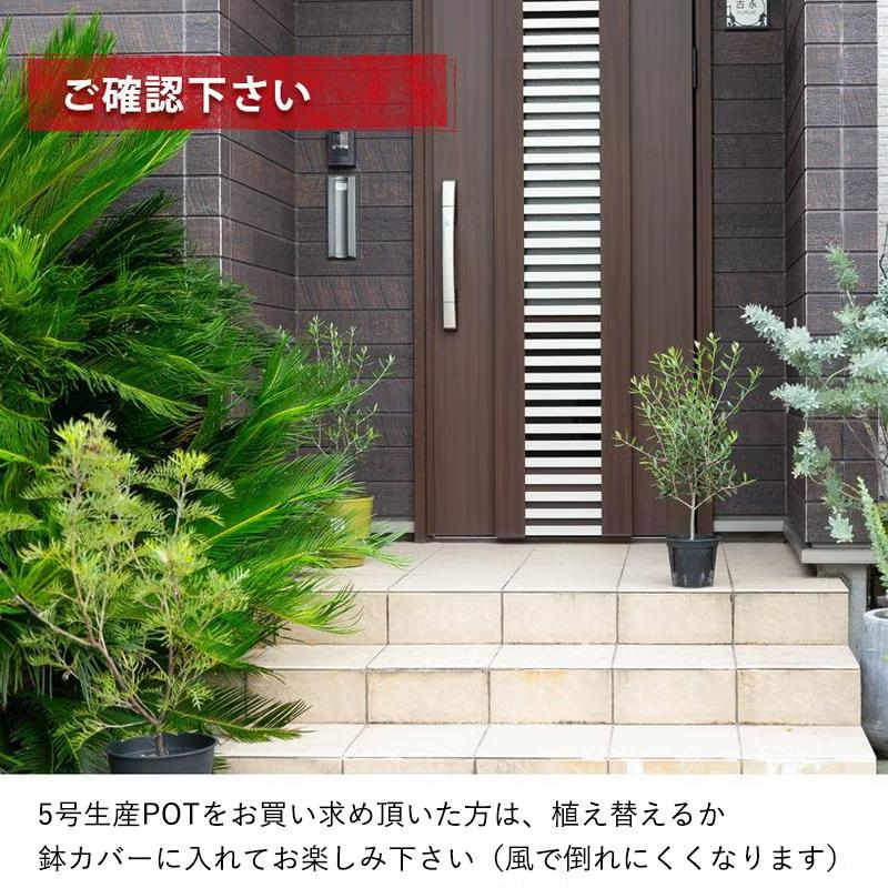 屋外植物 オリーブ・エルグレコ（剪定を繰り返し、枝数多く素敵です