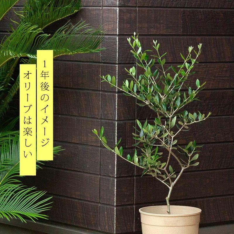 観葉植物 オリーブ・エルグレコ（綺麗に仕立てた5号鉢）※お届けは、5