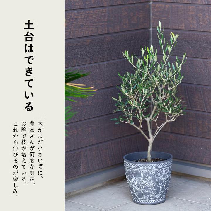 屋外植物 オリーブ・エルグレコ（剪定を繰り返し、枝数多く素敵です