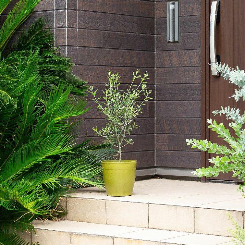 観葉植物 オリーブ・エルグレコ（綺麗に仕立てた5号鉢） : e-花屋さん
