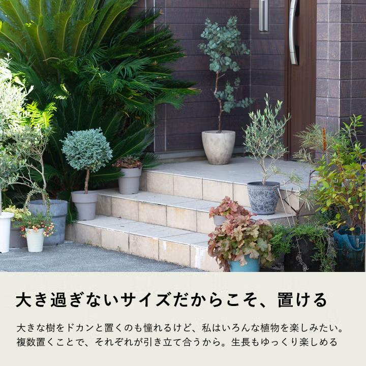 屋外植物 オリーブ・エルグレコ（剪定を繰り返し、枝数多く素敵です