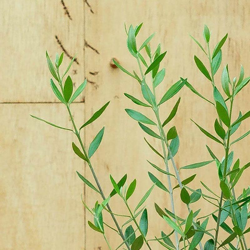 観葉植物 オリーブ・エルグレコ（綺麗に仕立てた5号鉢） : e-花屋さん