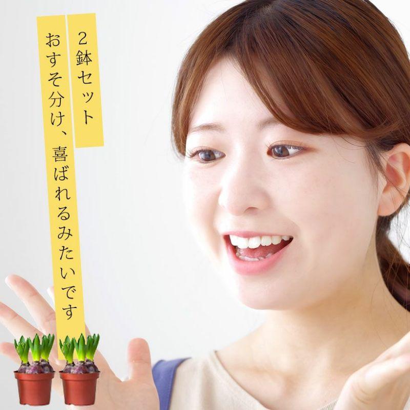 ヒヤシンス球根3球寄せ植え○2鉢セット(花色はお任せ ヒヤシンス球根3球寄せ植え○2鉢セット(花色はお任せ