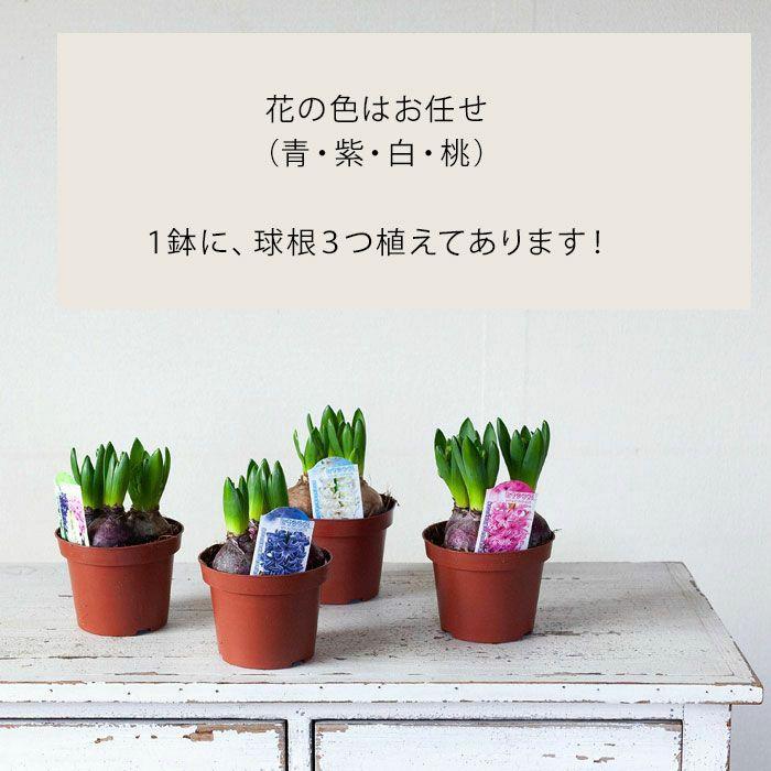 ヒヤシンス球根3球寄せ植え○2鉢セット（花色はお任せ） ヒアシンス