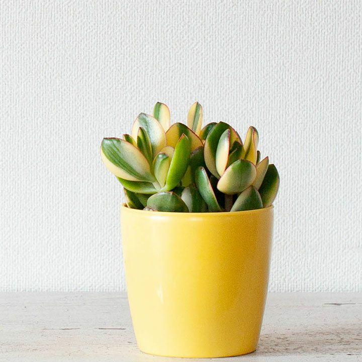 大きい❗️ 金のなる木 多肉植物 縁起物 ８号 花月 陶器鉢 観葉植物 レトロ Amazon｜お金のなる木 寄せ植え 幸運の木金のなる木 花月 多肉植物