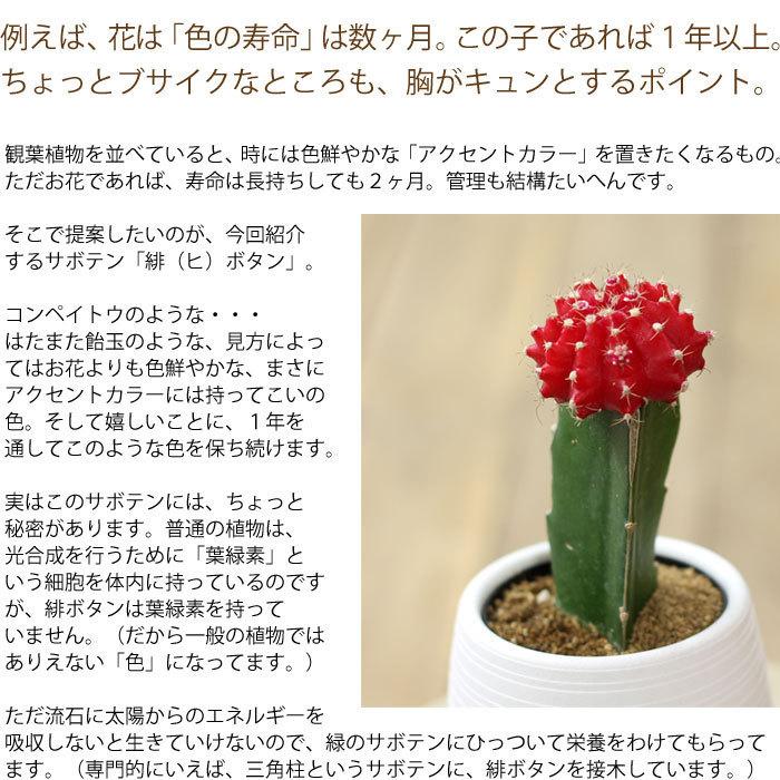 サボテン ヒボタン カラフル 多肉植物 おしゃれ 卓上 サボテンの色はお任せとなります E 花屋さん Otamesi 06b 102s 13 E 花屋さん 通販 Yahoo ショッピング