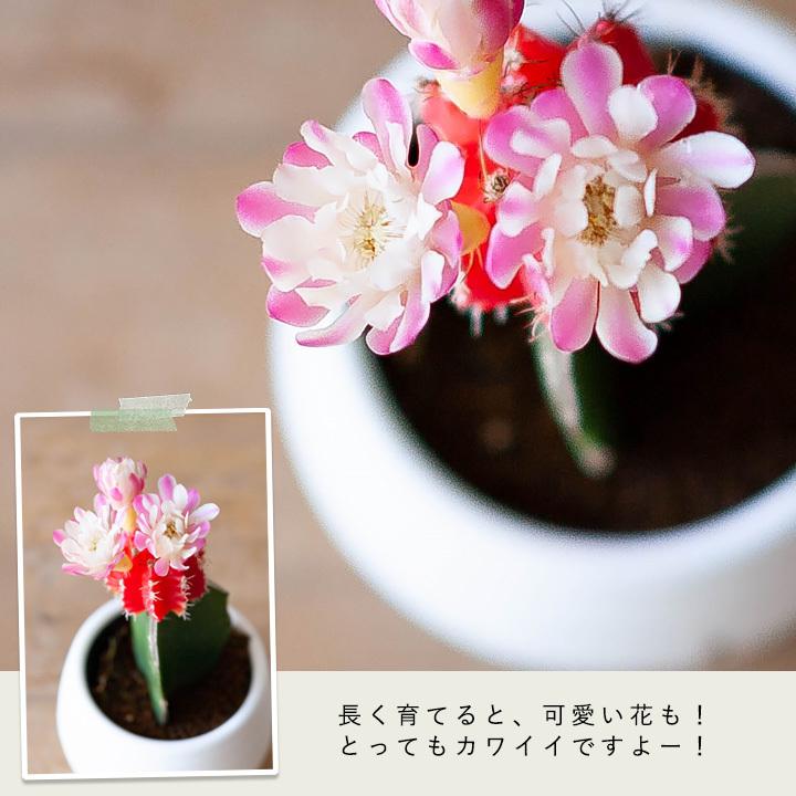サボテン ヒボタン カラフル 多肉植物 おしゃれ 卓上 サボテンの色はお任せとなります E 花屋さん Otamesi 06b 102s 13 E 花屋さん 通販 Yahoo ショッピング