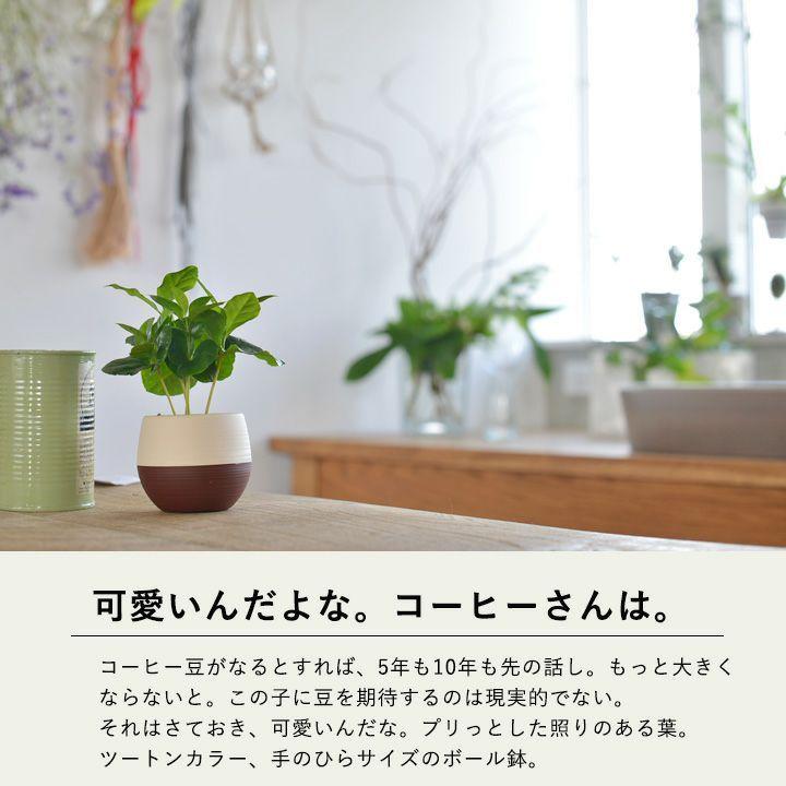 お*す様 【大型】コーヒーの木1m以上コーヒーの花のつぼみあり