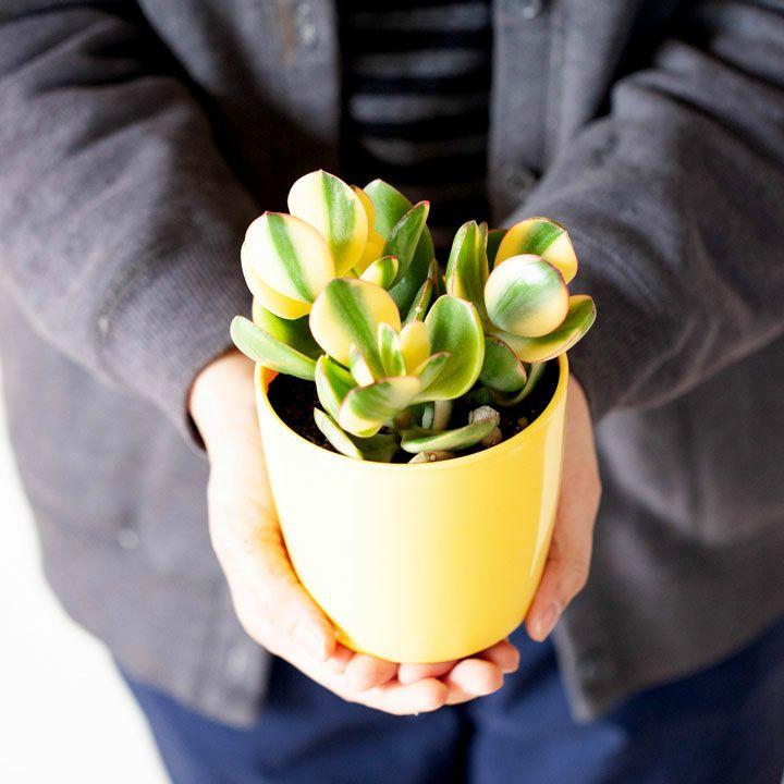 金のなる木シンシン 斑入り花月 多肉植物 観葉植物 黄色い鉢は、風水的