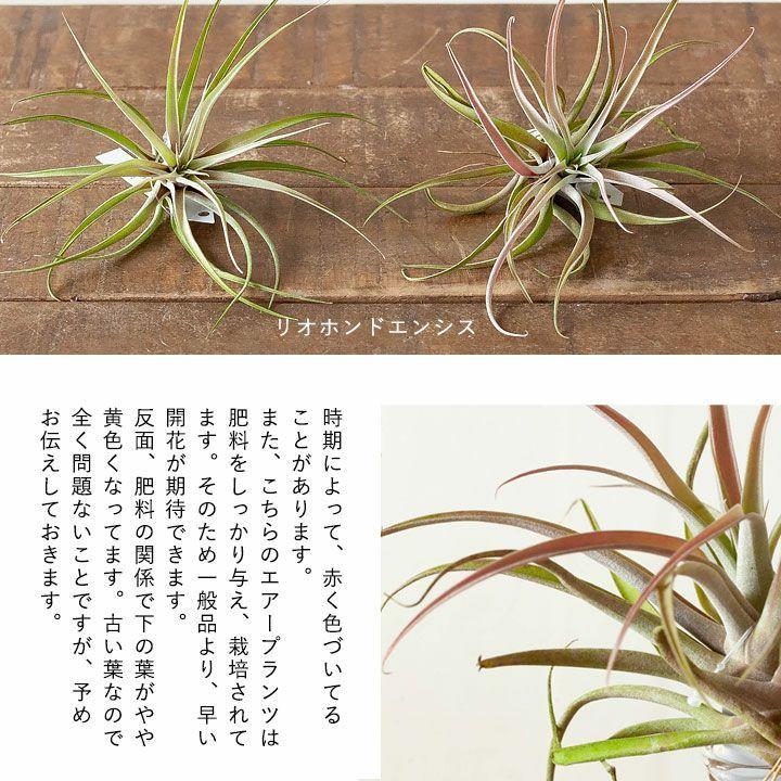エアープランツ チランジア 観葉植物 おしゃれ ちょっぴり大きめ 名人が時間をかけたエアープランツ Otamesi 06b 2 21 1 E 花屋さん 通販 Yahoo ショッピング