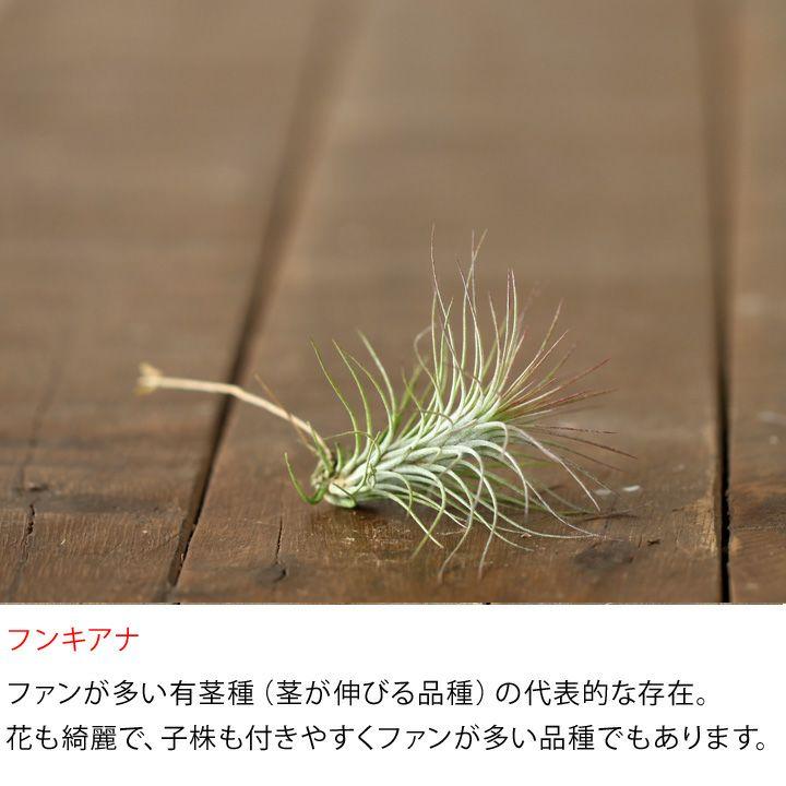 エアープランツ チランジア 観葉植物 種類 室内 おしゃれ インテリア