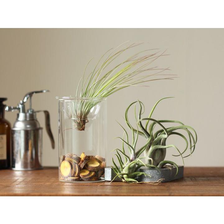 エアープランツ チランジア 観葉植物 種類 室内 おしゃれ インテリア