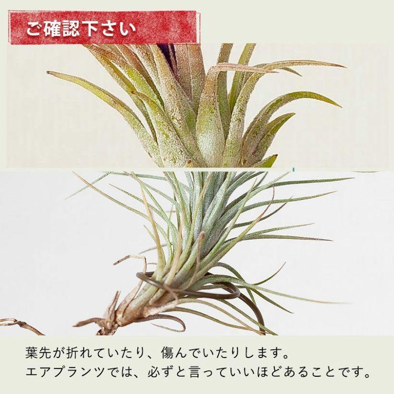エアープランツ チランジア 観葉植物 種類 室内 おしゃれ インテリア 