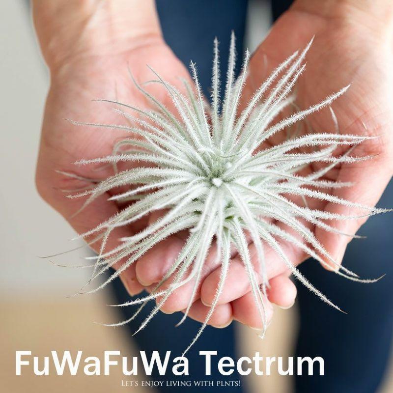 観葉植物 チランジア テクトラム ラージサイズ
