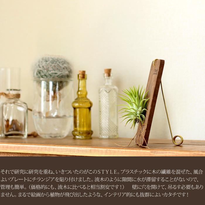 エアープランツを「育てたい」し「インテリア」としても飾りたい エアープランツを「育てたい」し「インテリア」としても飾りたい