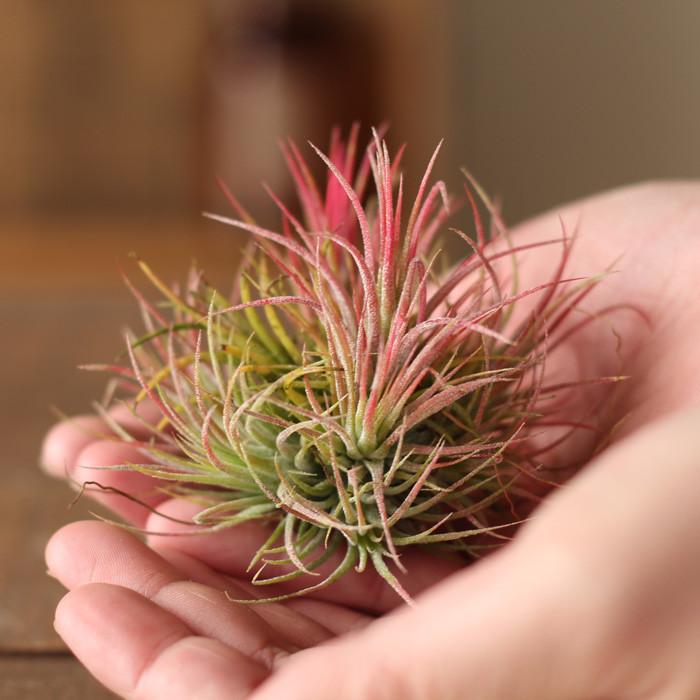 エアプランツ 観葉植物 大人のティランジア、クランプ仕立て エアプランツ 観葉植物 大人のティランジア、クランプ仕立て
