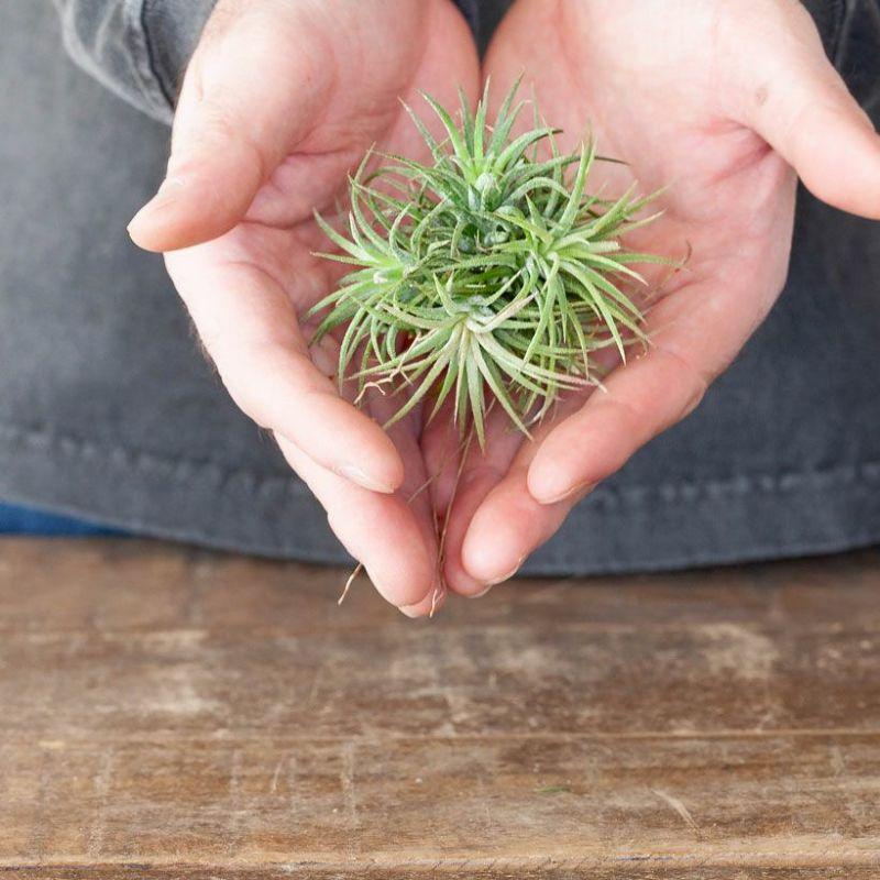 エアプランツ 観葉植物 大人のティランジア、クランプ仕立て エアプランツ 観葉植物 大人のティランジア、クランプ仕立て