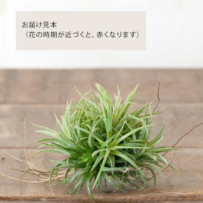 エアプランツ 観葉植物 大人のティランジア、クランプ仕立て エアー