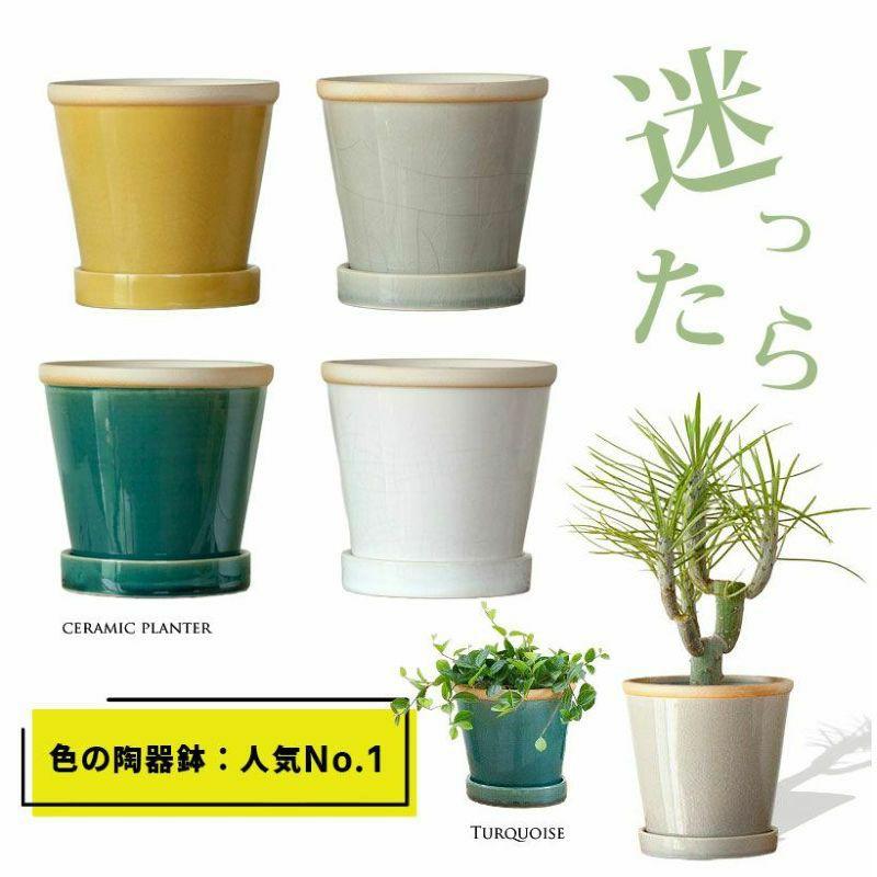 多肉植物 青緑色陶器鉢付き*4 多肉植物 青緑色陶器鉢付き*4 9色から選べる！貫入加工の