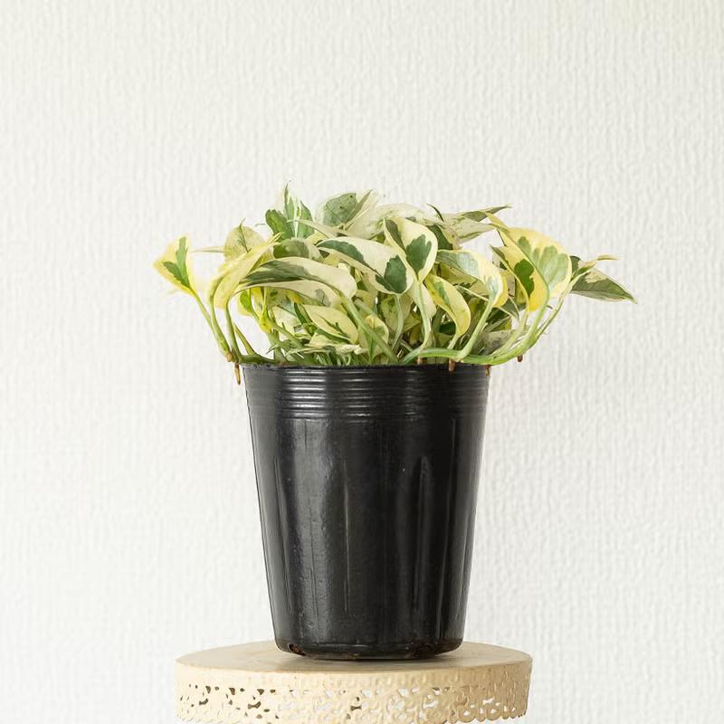観葉植物 幻のポトス「エクセレント」。片岡さんが、丁寧に作ってくれ